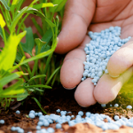 sugar-cane-special-fertilizer-250×250