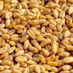 wheat-381848_1920-1-1170×778