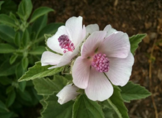 NA 10 ARI ZARADA JE HILJADU EVRA! Investicija se lako vraća, a evo i kolika su ulaganja…