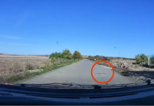 ČUDO U BERKASOVU! Zmija od 2 metra nasred puta!