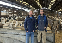 Farma Aleksandra Trifunovića u Gibarcu se ponosi najplodnijom rasom ovaca na svetu