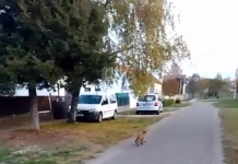 Lisica već danima obilazi ulice Šida: Noću dežura, danju se vraća u šumu!