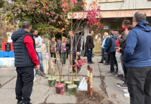ZASADI DRVO, parkiraj na granama: MZ „MATIJE HUĐI“ rešila najveći problem u naselju