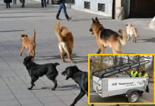 REŠAVANJE PROBLEMA PASA LUTALICA: Obavezan popis pasa počinje u februaru!