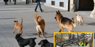 REŠAVANJE PROBLEMA PASA LUTALICA: Obavezan popis pasa počinje u februaru!