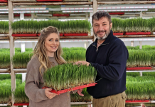 Od praistorijske pšenice ćerka i otac iz Sremske Kamenice – prave zdrav napitak!