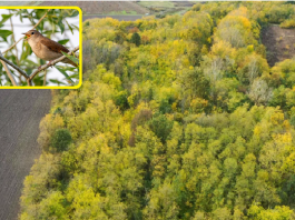 OVO SE RETKO VIĐA: Građani se udružili, kupili šumu i sačuvali je od seče!