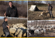 Miloš ima 21 godinu i živi u šatoru na Fruškoj gori: Pastir koji čuva 300 ovaca