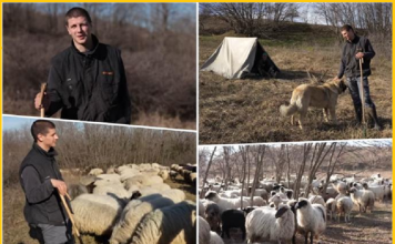 Miloš ima 21 godinu i živi u šatoru na Fruškoj gori: Pastir koji čuva 300 ovaca