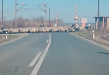 NESVAKIDAŠNJI PRIZOR: Ovce blokirale pružni prelaz!
