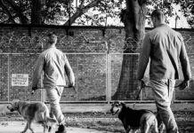 „Šape“ našle spas u mitrovačkom zatvoru