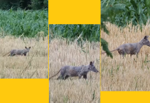 Misterizna ŽIVOTINJA snimljena u Mačvi, mnogima se digla KOSA NA GLAVI!