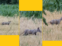 Misterizna ŽIVOTINJA snimljena u Mačvi, mnogima se digla KOSA NA GLAVI!
