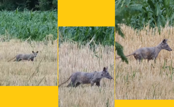 Misterizna ŽIVOTINJA snimljena u Mačvi, mnogima se digla KOSA NA GLAVI!