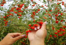 Porodica sa Fruške gore uzgaja „srećno voće“ – jedno stablo rađa i do 10 kilograma