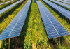 Prva mitrovačka solarna elektrana koja će proizvoditi struju i povrće