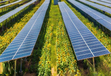 Prva mitrovačka solarna elektrana koja će proizvoditi struju i povrće