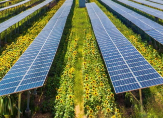 Prva mitrovačka solarna elektrana koja će proizvoditi struju i povrće