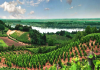 TOP 50 vina Fruške gore: Najbolja vina regiona biće izabrana 25. avgusta